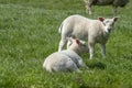 Two Lambs At A Grassland Around Abcoude The Netherlands 15-4-2019