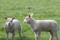 Two Lambs At A Grassland Around Abcoude The Netherlands 15-4-2019