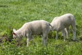 Two Lambs At A Grassland Around Abcoude The Netherlands 15-4-2019