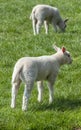 Two Lambs At A Grassland Around Abcoude The Netherlands 15-4-2019