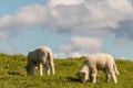 Two lambs grazing on meadow Royalty Free Stock Photo