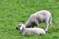 Two lambs grazing on a meadow Royalty Free Stock Photo
