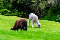 Two young lambs grazing on fresh spring grass Royalty Free Stock Photo