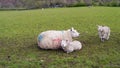 Sheep with two lambs resting on grass Royalty Free Stock Photo