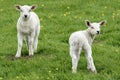 Two lambs in a meadow Royalty Free Stock Photo