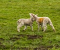 Two lambs playfully nudging each other in a field near Market Harborough  UK Royalty Free Stock Photo