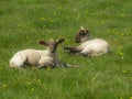 Two Lambs relaxing in a field Royalty Free Stock Photo
