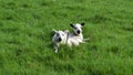 Two lambs relaxing on the grass Royalty Free Stock Photo