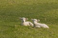 Two lambs resting on green meadow Royalty Free Stock Photo