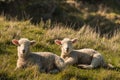 Two lambs resting on meadow Royalty Free Stock Photo