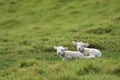 Two lambs resting o grass Royalty Free Stock Photo