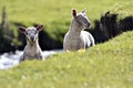 Two Lambs on a River Bank Royalty Free Stock Photo