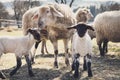 Two lambs and sheeps on a animal farm, animal protection Royalty Free Stock Photo