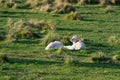 Two lambs lying down in a paddock Royalty Free Stock Photo