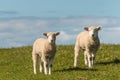 Two lambs standing on meadow Royalty Free Stock Photo