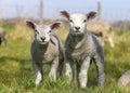 Two lambs standing next to each other in a green pasture,side by side, happy and cheerful Royalty Free Stock Photo