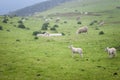 Matress Lambs Royalty Free Stock Photo