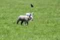 Two Lambs Together At Abcoude The Netherlands 5-5-2024 Royalty Free Stock Photo