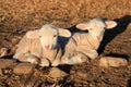 Two lambs Royalty Free Stock Photo
