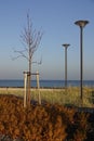 Two lampposts and tree by the seaside on a sunny day. Reidi tee street promenade. Yellow golden autumn plants in the