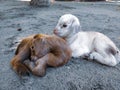 Two lamps are resting after milk time