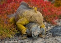 Two land iguanas are fighting with each other. The Galapagos Islands. Pacific Ocean. Ecuador. Royalty Free Stock Photo