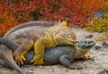 Two land iguanas are fighting with each other. The Galapagos Islands. Pacific Ocean. Ecuador. Royalty Free Stock Photo