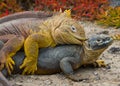 Two land iguanas are fighting with each other. The Galapagos Islands. Pacific Ocean. Ecuador. Royalty Free Stock Photo