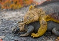 Two land iguanas are fighting with each other. The Galapagos Islands. Pacific Ocean. Ecuador. Royalty Free Stock Photo