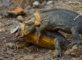 Two land iguanas are fighting with each other. The Galapagos Islands. Pacific Ocean. Ecuador. Royalty Free Stock Photo