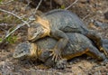 Two land iguanas are fighting with each other. The Galapagos Islands. Pacific Ocean. Ecuador. Royalty Free Stock Photo