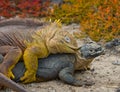 Two land iguanas are fighting with each other. The Galapagos Islands. Pacific Ocean. Ecuador. Royalty Free Stock Photo