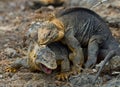 Two land iguanas are fighting with each other. The Galapagos Islands. Pacific Ocean. Ecuador. Royalty Free Stock Photo