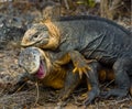 Two land iguanas are fighting with each other. The Galapagos Islands. Pacific Ocean. Ecuador. Royalty Free Stock Photo