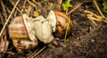 Two land snails mating in between grass Royalty Free Stock Photo