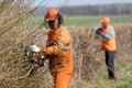 Two Landscapers Workers In Uniform Cutting Hedgerow With Gas Powered Hand Clipper