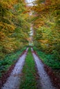 Street into an autumn forest Royalty Free Stock Photo