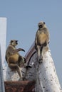 Two Langur Monkey Chat Royalty Free Stock Photo