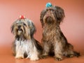 Two lap-dogs in studio Royalty Free Stock Photo