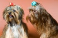 Two lap-dogs in studio Royalty Free Stock Photo