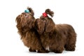 Two lap dogs in studio Royalty Free Stock Photo