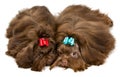 Two lap dogs in studio Royalty Free Stock Photo