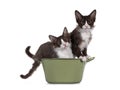 Two LaPerm cat kittens on white Royalty Free Stock Photo