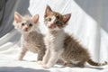 Two laperm kittens on white background. LaPerm kittens sitting in sunlight. Studio photo Royalty Free Stock Photo