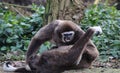 Two Lar gibbon