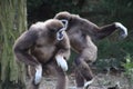 Two Lar gibbon Royalty Free Stock Photo