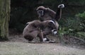 Two Lar gibbon