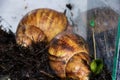 Two large Achatina snails in the aquarium