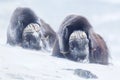 Two large adult male musk oxen in the mountains during tough cold winter conditions Royalty Free Stock Photo