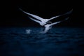 Two Swans Taking Off on Dark Blue Water Royalty Free Stock Photo